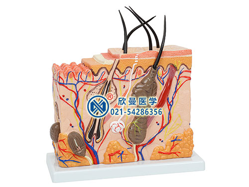 皮膚放大模型