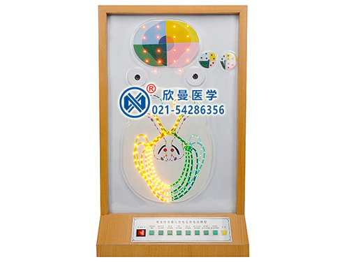 視覺傳導(dǎo)瞳孔對光反射電動模型