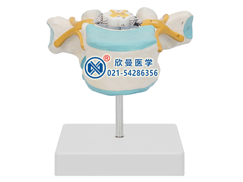 XM-625胸椎附脊髓和脊神經(jīng)放大模型