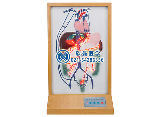XM-D006門(mén)靜脈側(cè)支循環(huán)電動(dòng)模型