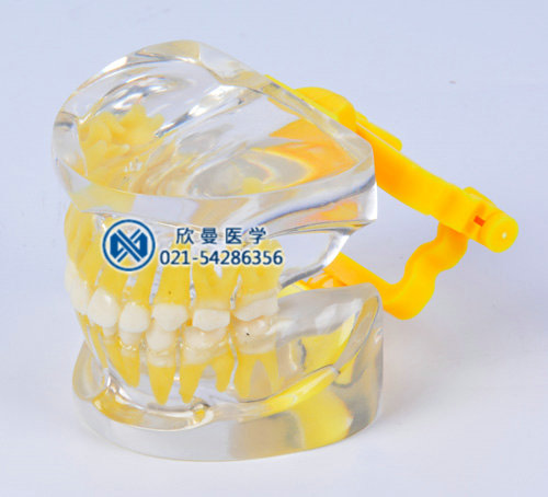透明乳牙發(fā)育模型