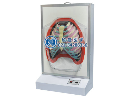 電動呼吸系統(tǒng)模型，人體呼吸運動電動模型整體結構