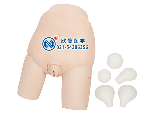XM-ZG子宮底檢查評(píng)定模型,子宮底檢查和評(píng)估模型