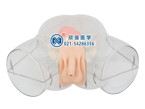 XM-TD1高級(jí)透明男性導(dǎo)尿模型