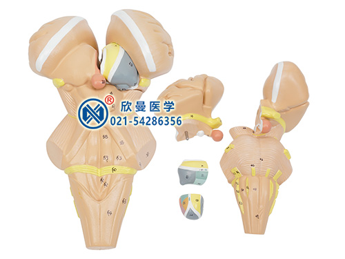 XM-616D腦干及下丘腦核團(tuán)模型