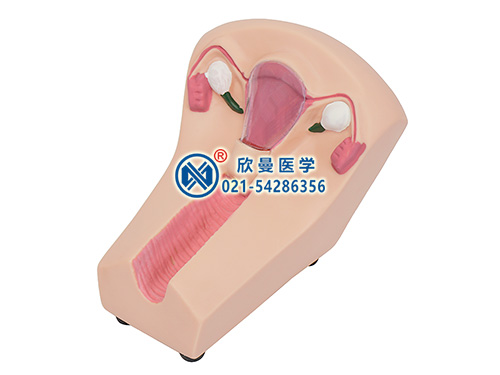 XM-N3高級(jí)女性宮內(nèi)避孕訓(xùn)練模型