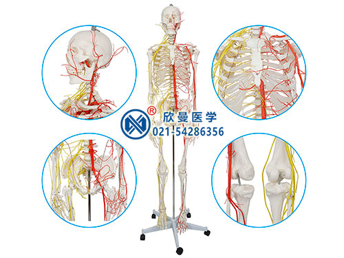 XM-110男性全身人體骨骼附主要?jiǎng)用}和神經(jīng)分布模型型
