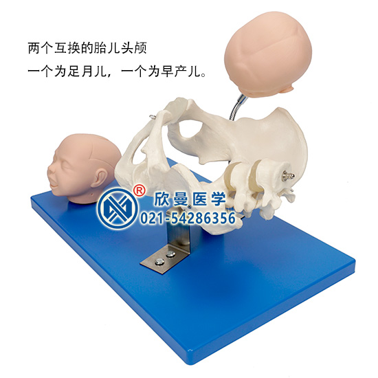 經(jīng)濟型助產(chǎn)模型