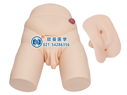 XM-ZD3男女性互換導(dǎo)尿操作訓(xùn)練模型