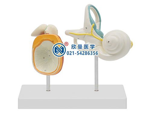 內(nèi)耳、聽(tīng)小骨及骨膜放大模型