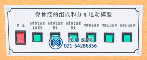 脊神經(jīng)的組成和分布電動(dòng)模型控制面板