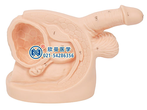 XM-ND1高級(jí)男性導(dǎo)尿外生殖器模型,男性導(dǎo)尿模型,男性生殖器模型