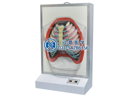 XM-D010人體呼吸運動電動模型,電動呼吸系統(tǒng)模型