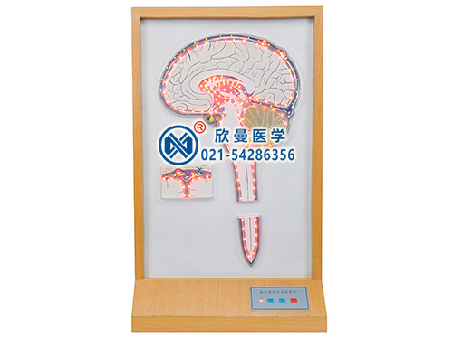 XM-D016腦脊液循環(huán)電動(dòng)模型