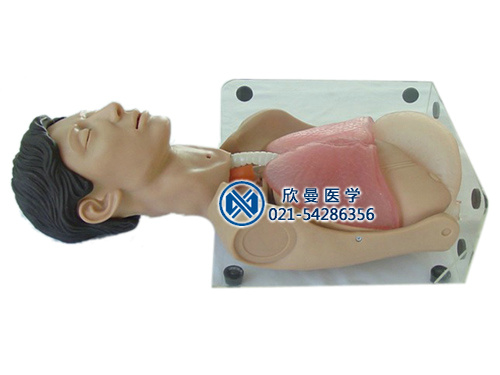 透明洗胃、胃腸減壓仿真標(biāo)準(zhǔn)化病人