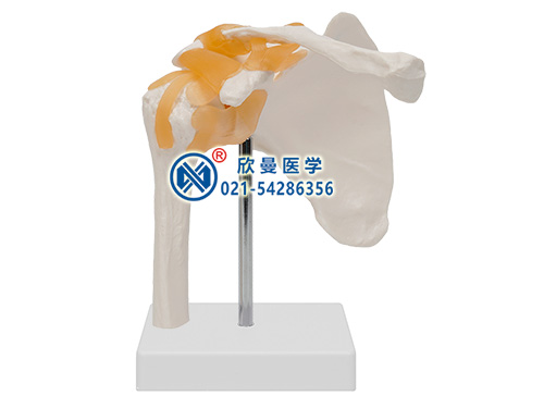 肩關(guān)節(jié)模型整體結(jié)構(gòu)