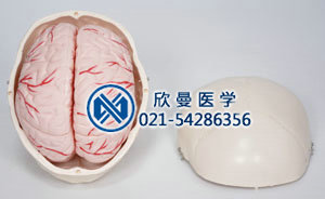 頭顱骨帶腦動(dòng)脈模型的動(dòng)脈分布情況