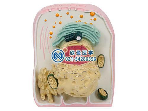 細胞超微立體結構模型