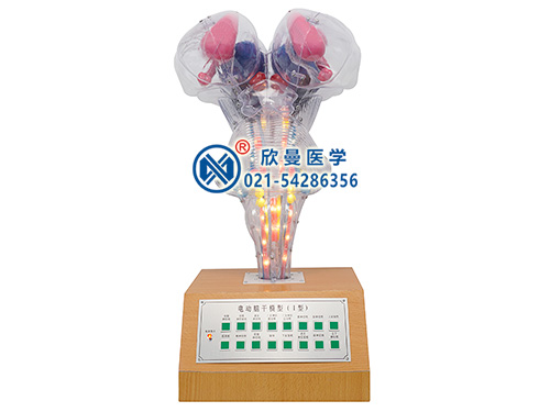 XM-D008電動(dòng)腦干模型,腦干電動(dòng)模型