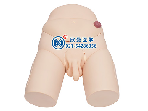XM-ZD1高級(jí)男性導(dǎo)尿操作訓(xùn)練模型