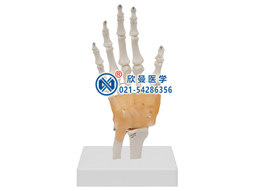 手腕關節(jié)模型