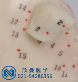 模型穴位采用數(shù)字標(biāo)注，清晰可見。