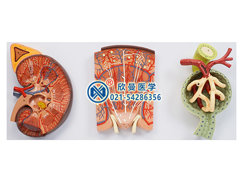 豪華腎臟、腎單位、腎小球放大模型