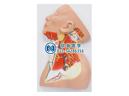 XM-637頸部淺表神經(jīng)解剖模型