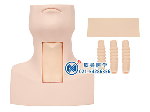 XM-50環(huán)甲膜穿刺及氣管切開插管模型,環(huán)甲膜穿刺模型,環(huán)狀軟骨氣管切開術(shù)訓(xùn)練模型