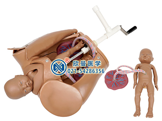 XM-FMA手搖分娩機(jī)制示教模型,手搖分娩機(jī)轉(zhuǎn)示教模型
