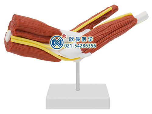 高級心肺復(fù)蘇、創(chuàng)傷、AED除顫訓(xùn)練模擬人
