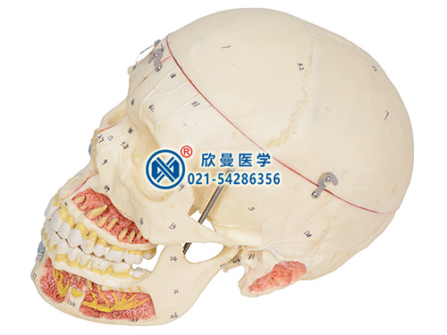 XM-116H頭顱骨附血管神經(jīng)模型,仿真頭顱模型10部分