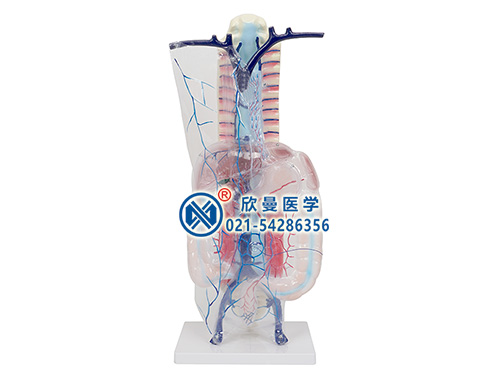 門(mén)靜脈側(cè)支循環(huán)模型