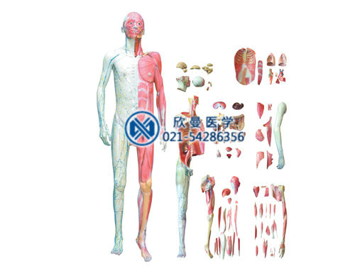 人體層次解剖模型，人體層次肌肉附內(nèi)臟模型
