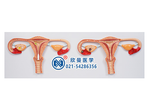 卵子受精過(guò)程放大模型
