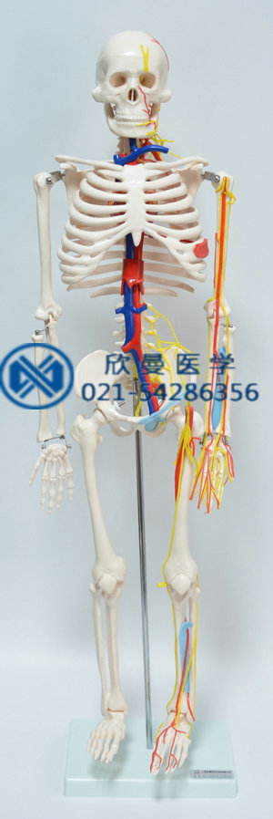 人體骨骼附主要動脈和神經(jīng)分布模型正面結(jié)構(gòu)