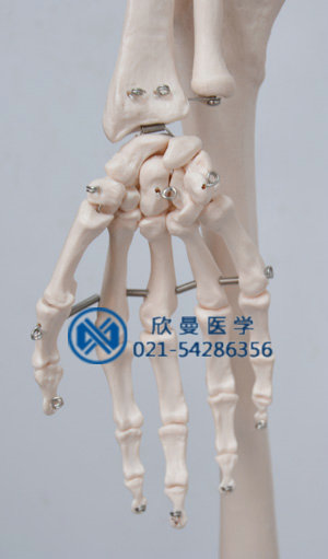 模型關節(jié)部位結(jié)構(gòu)