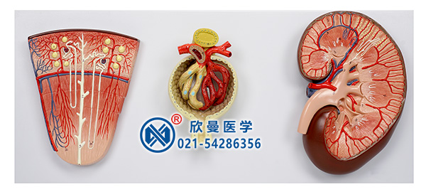 腎與腎單位、腎小球放大模型