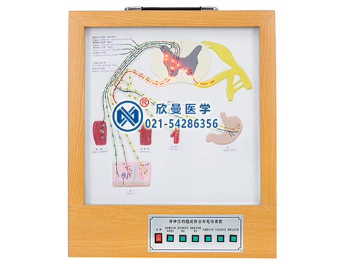 脊神經(jīng)的組成和分布電動(dòng)模型