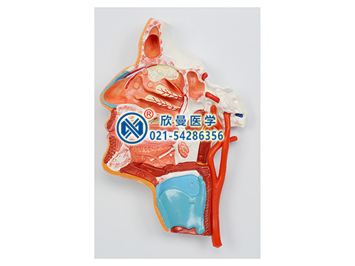 口、鼻、咽、喉內(nèi)側(cè)面血管神經(jīng)模型