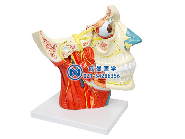 XM-640腦神經(jīng)在頭頸部分布模型,十二對腦神經(jīng)