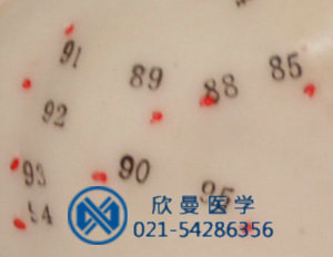 模型穴位采用數(shù)字標(biāo)注，清晰可見