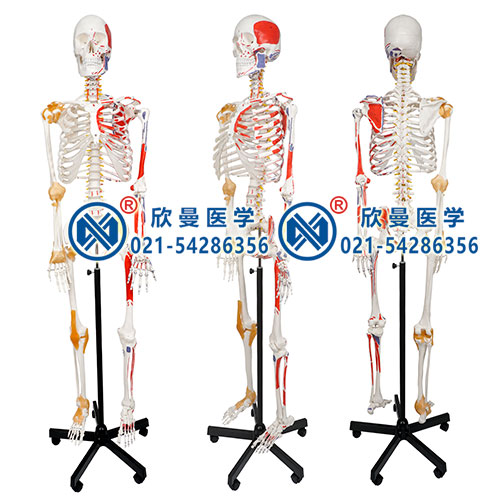 人體骨骼附關(guān)節(jié)韌帶和肌肉起止點著色模型