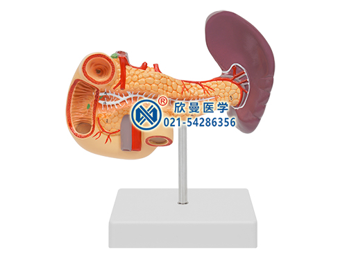 胰、十二指腸和脾模型