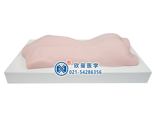 中醫(yī)拔罐、刮痧、推拿練習(xí)模型