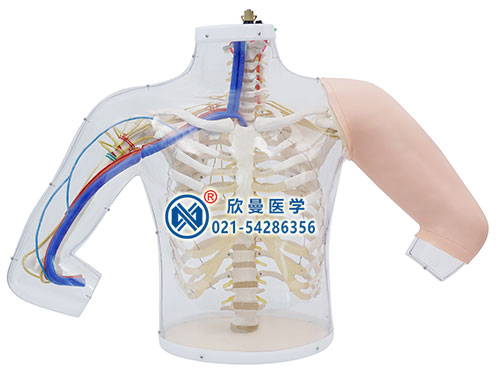 XM-SB2高級(jí)上臂肌肉注射及對(duì)比模型