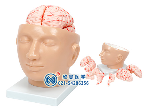 XM-607顱腦模型,頭解剖附腦動(dòng)脈模型