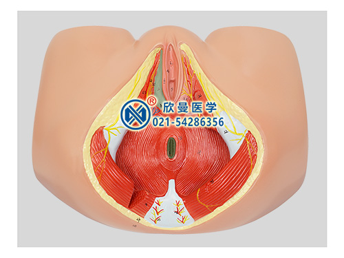女性會(huì)陰解剖模型