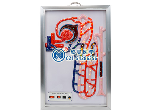 XM-D020尿的形成電動(dòng)模型,尿的形成動(dòng)態(tài)模型
