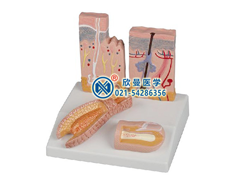 皮膚頭發(fā)和指甲結構模型